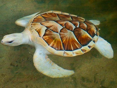 Turtle