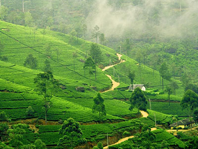 Nuwara Eliya Tea Plant