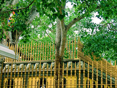 Sacred Bodhi Tree