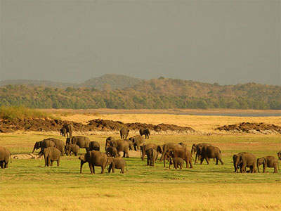 Udawalawe Safari